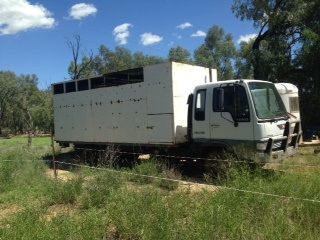 1992 FD Hino 5/6 Horse Truck Horse Transport for sale QLD Augathella